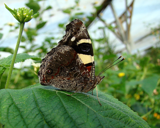 yellow admiral